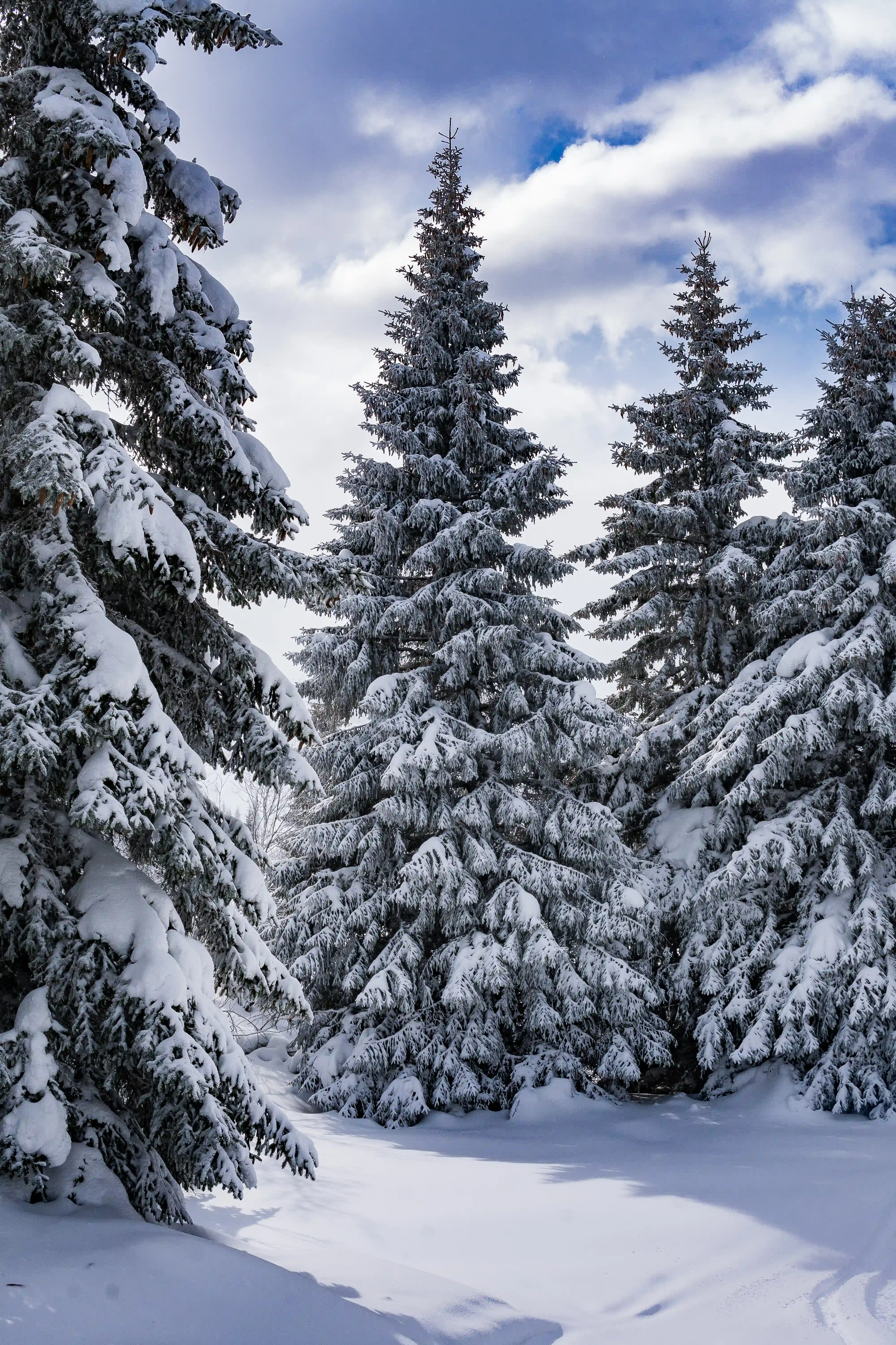Winter landscape taken with Sony A6300