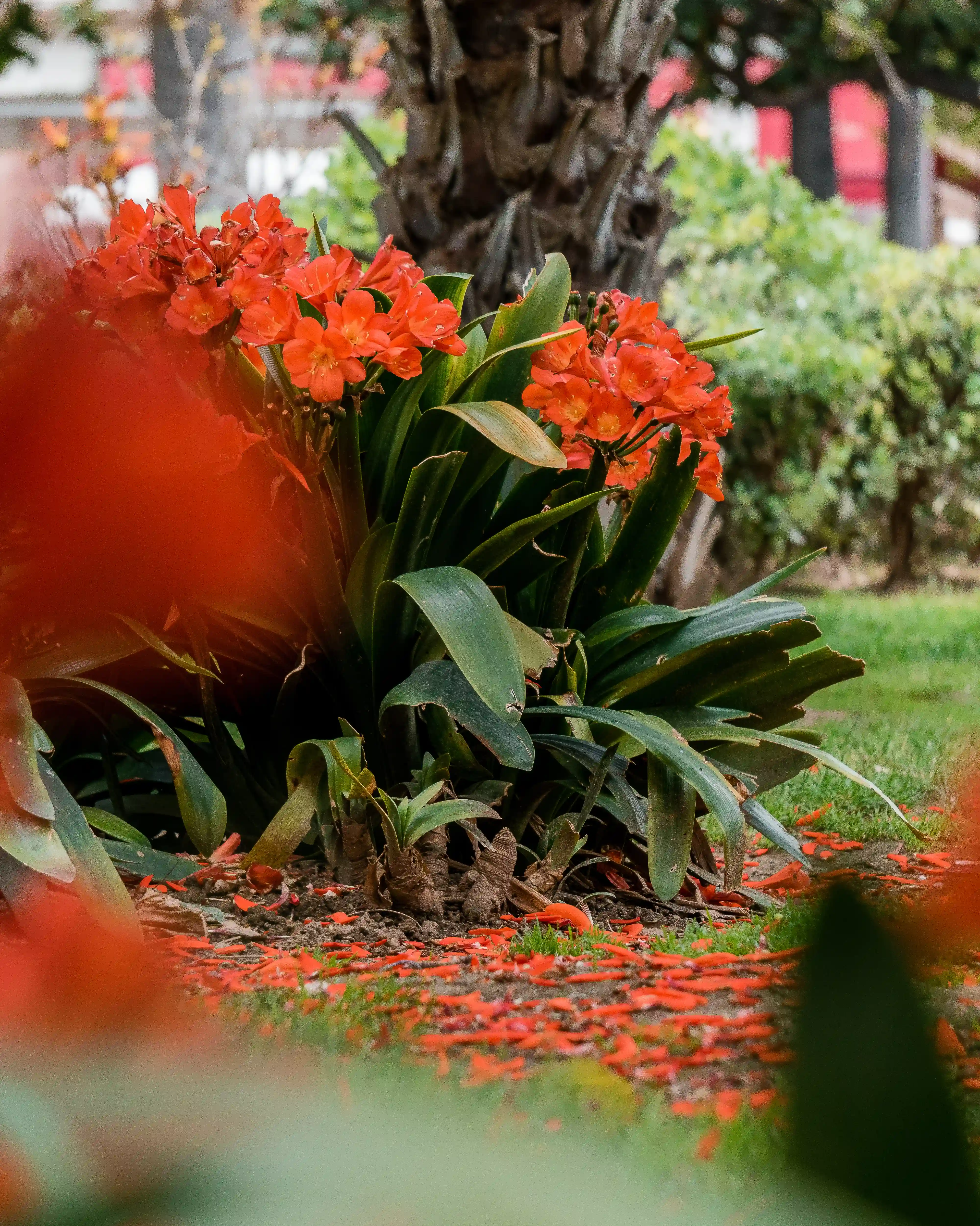 Flowers photo taken with Sony A6300